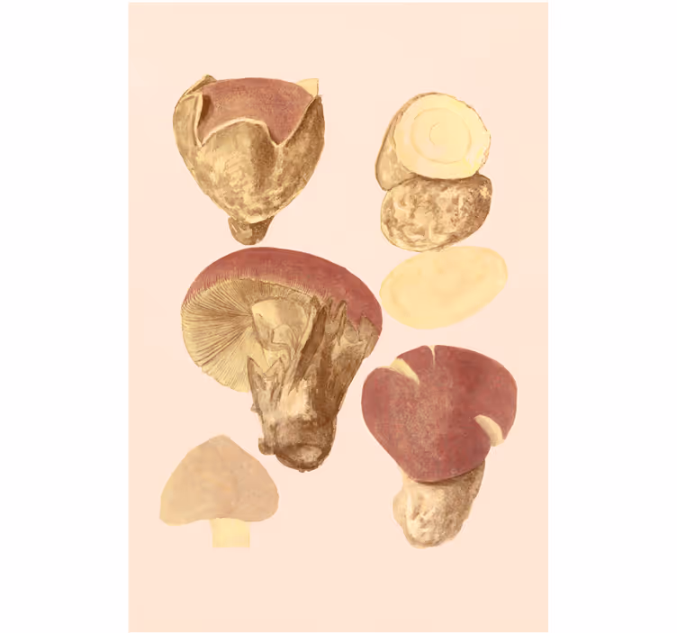 Tenda a rullo soggiorno varietà di funghi - TenStickers