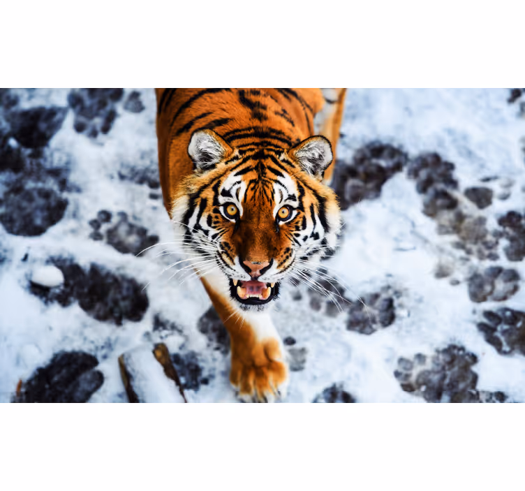 Tenda a rullo camera da letto tigre feroce - TenStickers