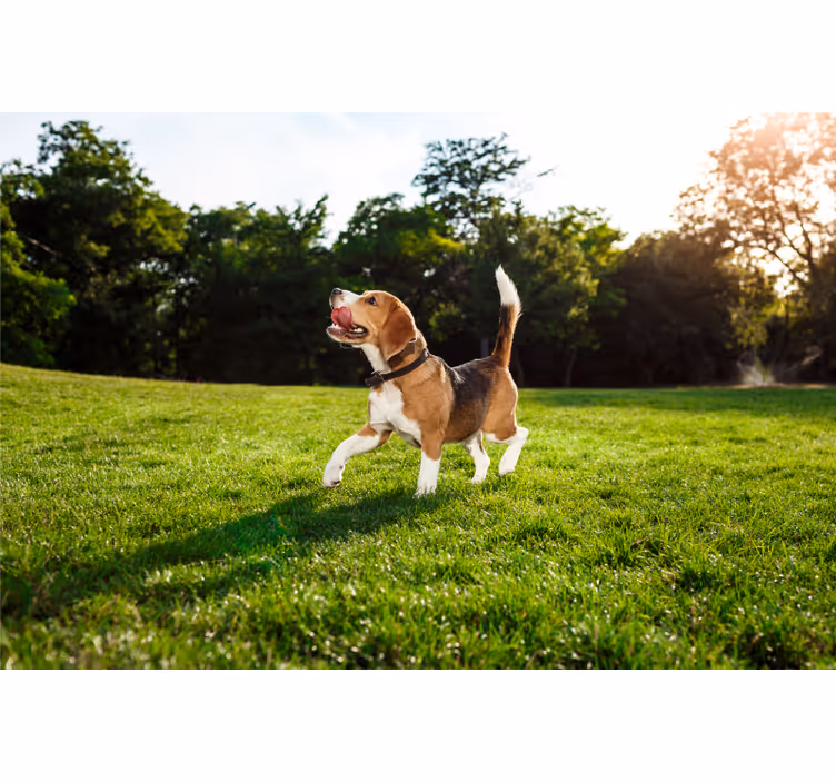 Tenda a rullo camera da letto cane carino in movimento - TenStickers