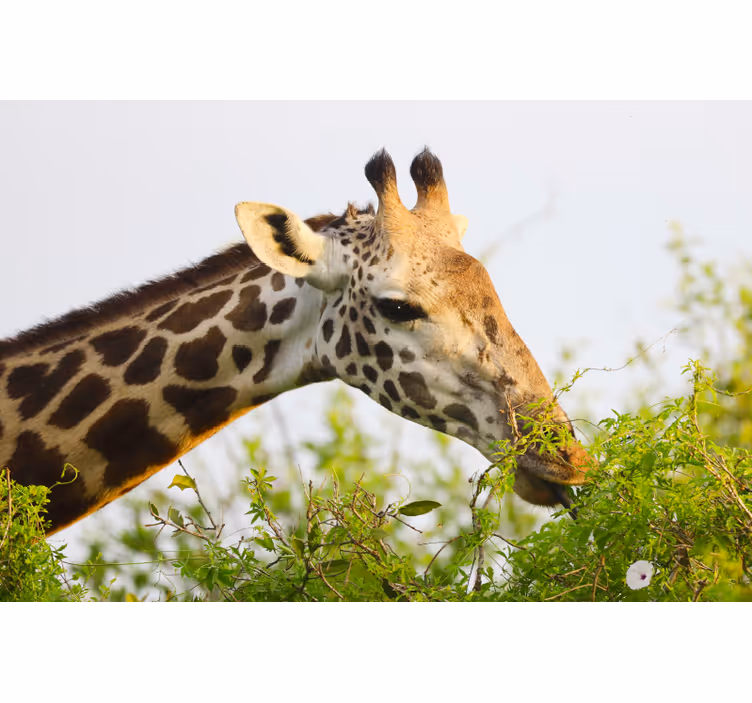 Tenda a rullo camera da letto giraffa alta - TenStickers