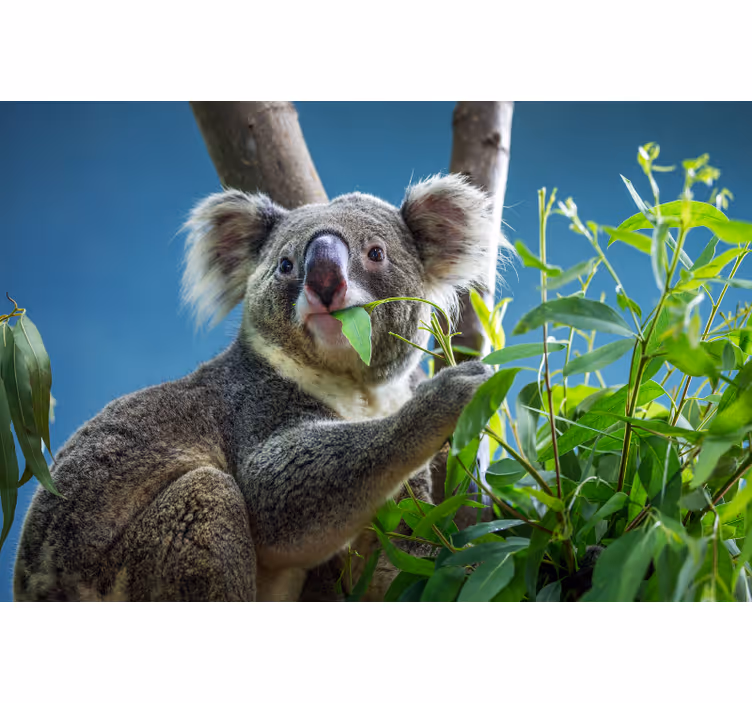 Tenda a rullo camera da letto orsetti koala carini - TenStickers
