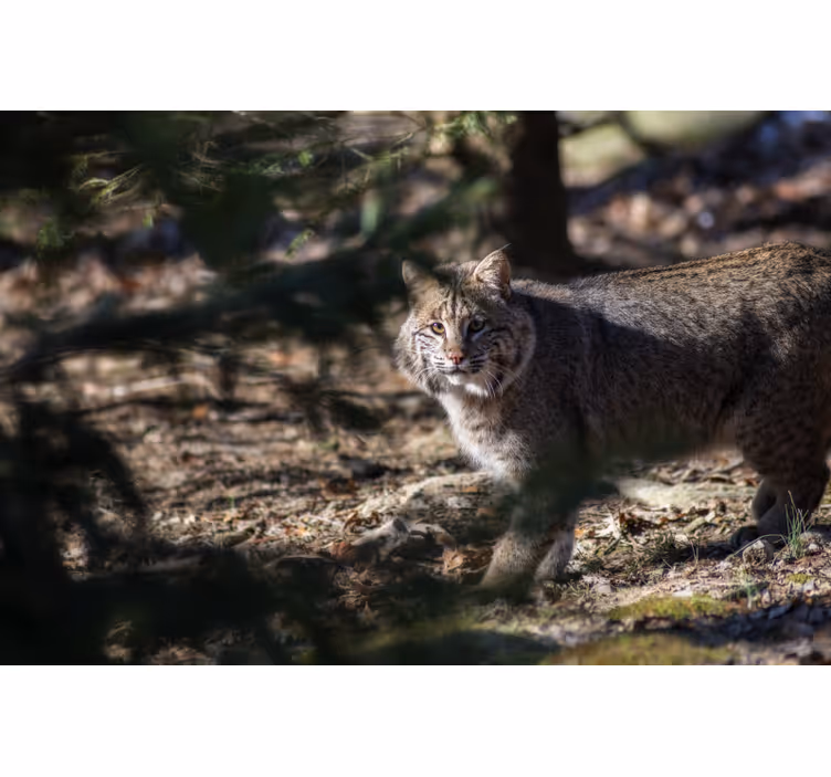 Tenda a rullo camera da letto gatto selvatico - TenStickers