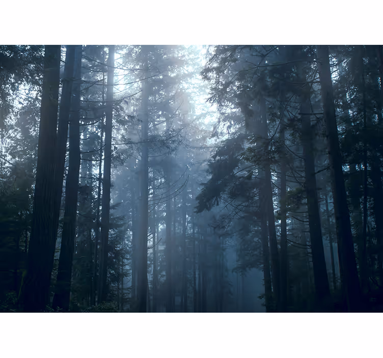 Tenda a rullo camera da letto foresta nebbiosa - TenStickers