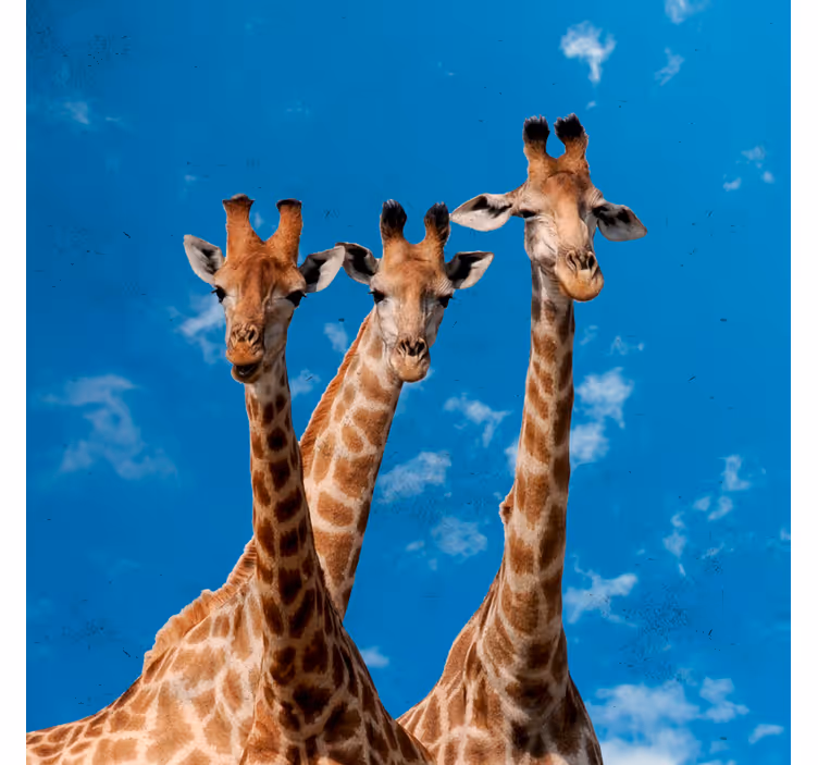 Tenda a rullo cameretta giraffe e cielo blu - TenStickers
