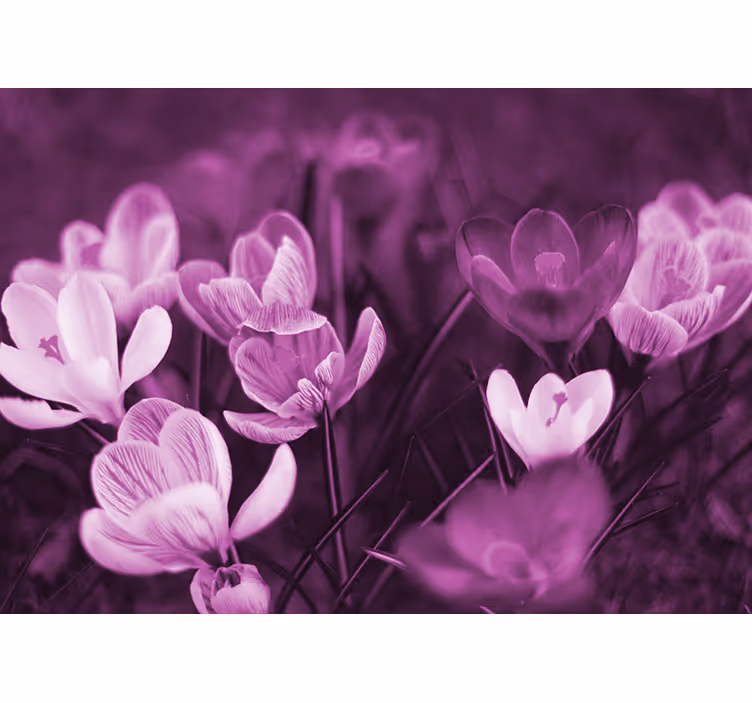 Tenda a rullo soggiorno fiore di croco rosa - TenStickers