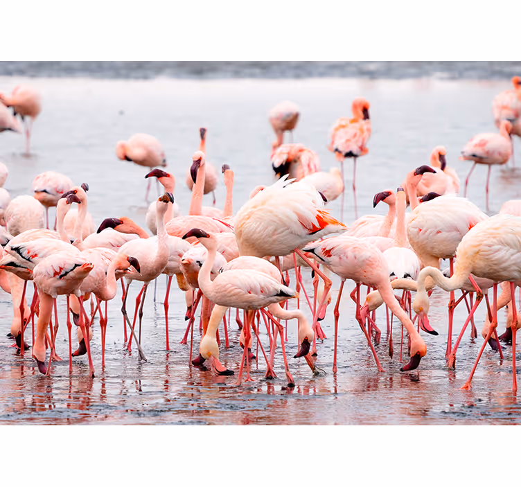 Tenda a rullo soggiorno regione camargue con fenicotteri - TenStickers