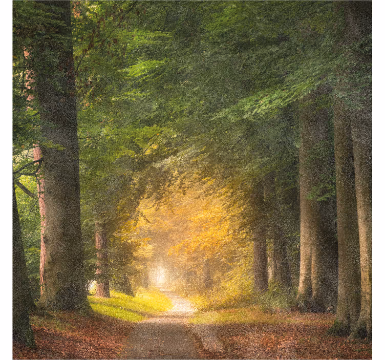 Tenda a rullo per ufficio passeggiata nel bosco - TenStickers
