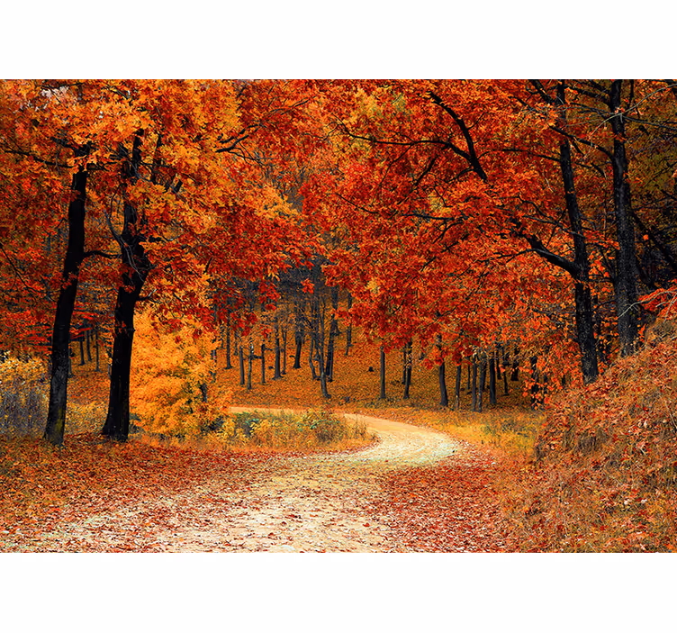 Tenda a rullo arancione carta da parati alberi autunnali - TenStickers