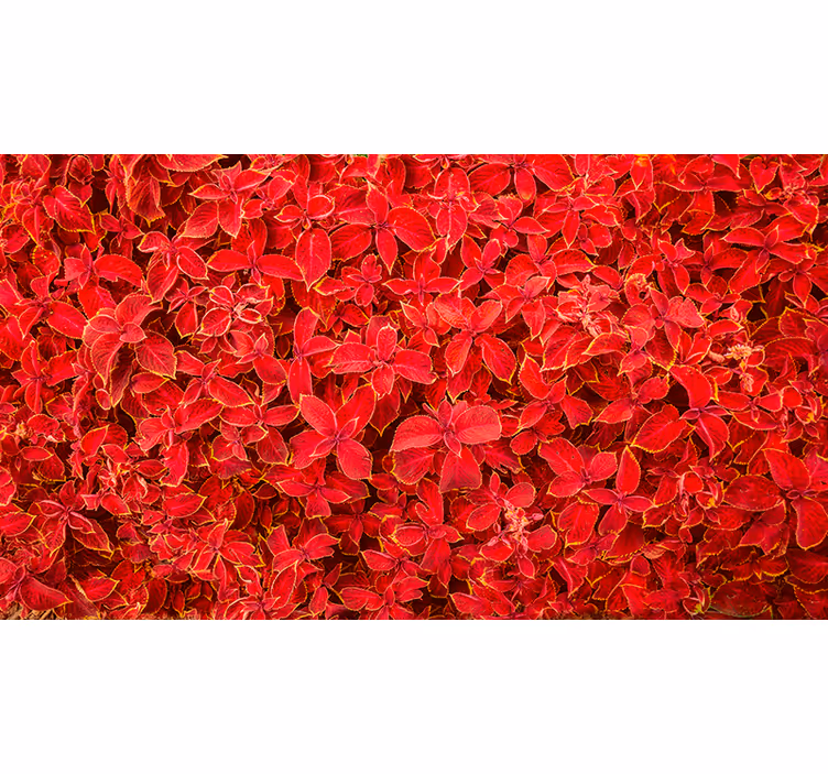 Tenda a rullo rossa motivo petali - TenStickers
