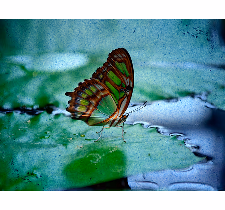 Tende a rullo farfalle Volare sull'acqua - TenStickers