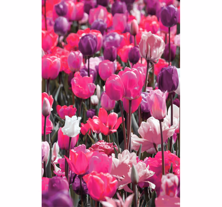 Tenda a rullo fiori e piante tulipani viola - TenStickers