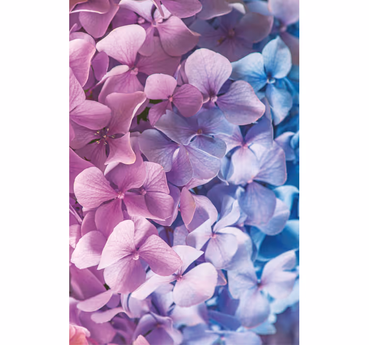 Tenda a rullo floreale Molti diversi fiori di ortensie - TenStickers