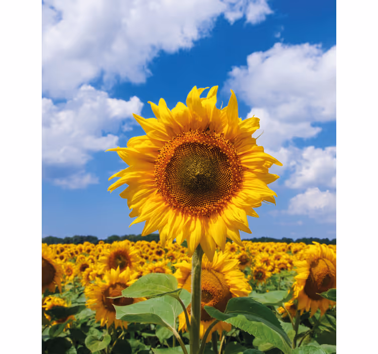 Tenda a rullo fiori e piante scena di campo di girasoli - TenStickers