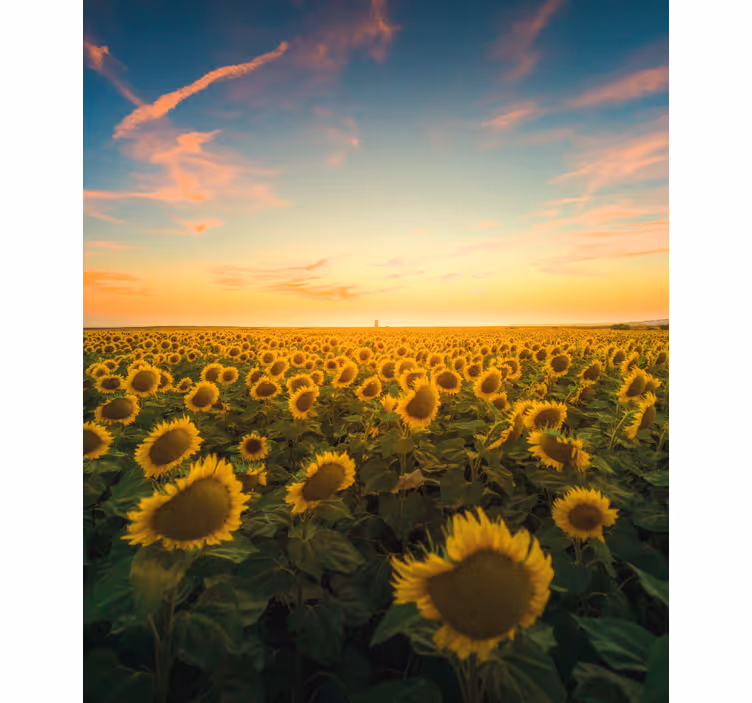 Tenda a rullo fiori e piante campo di girasoli alba - TenStickers