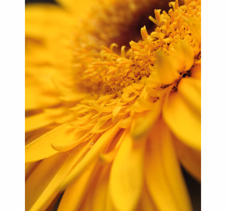 Tenda a rullo fiori e piante primo piano giallo - TenStickers