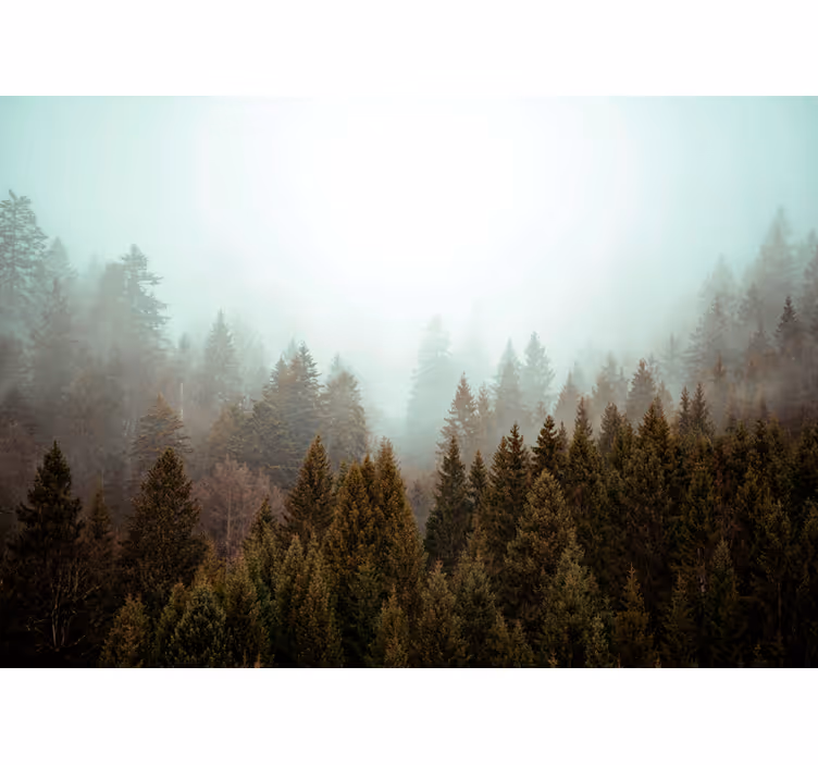 Tenda a rullo alberi vista della foresta nebbiosa - TenStickers