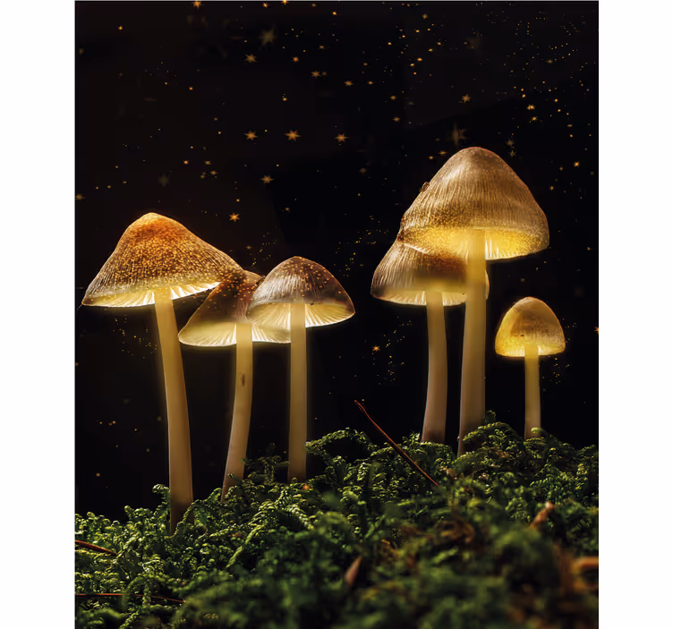 Tenda a rullo funghi luminosi in natura - TenStickers