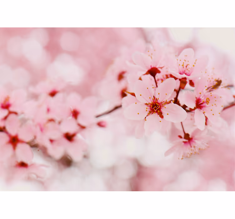 Tenda a rullo fiori e piante eleganza ciliegio - TenStickers