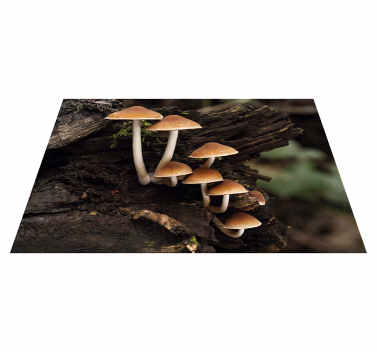 Tovaglietta americana originale ritratto di funghi - TenStickers