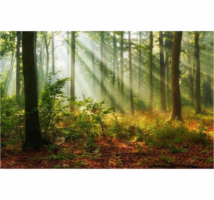 Carta da parati foresta luce naturale nella foresta - TenStickers