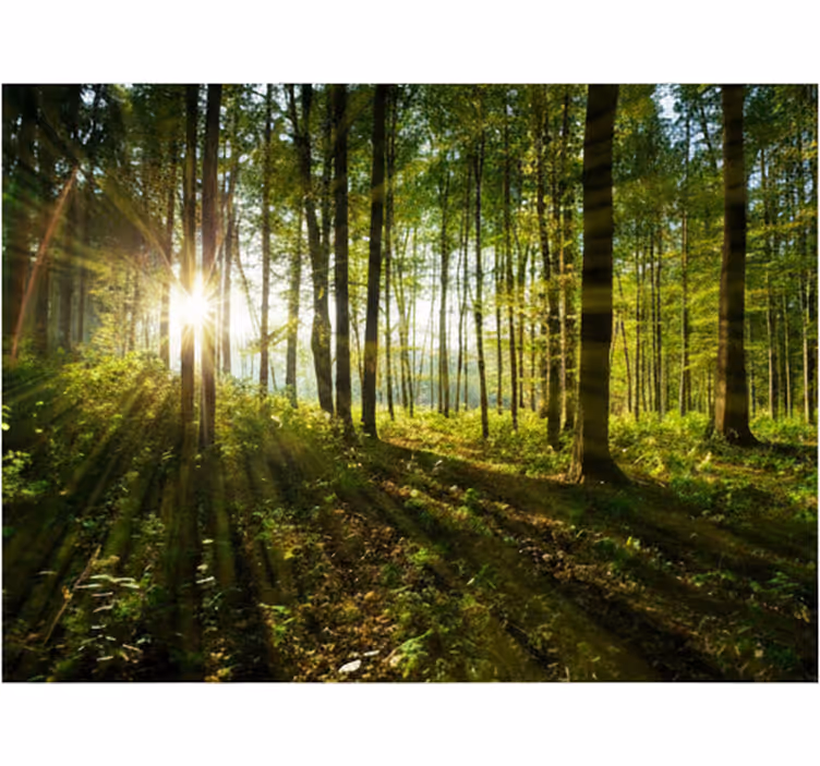 Carta da parati foresta boschi del sole dorato - TenStickers
