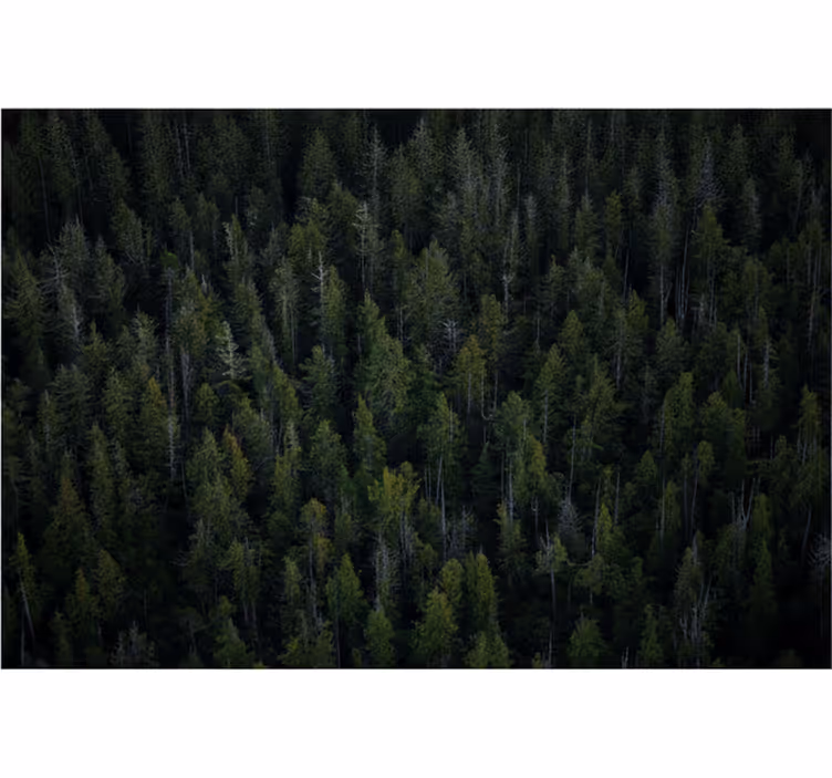 Carta da parati foresta texture boschiva profonda - TenStickers