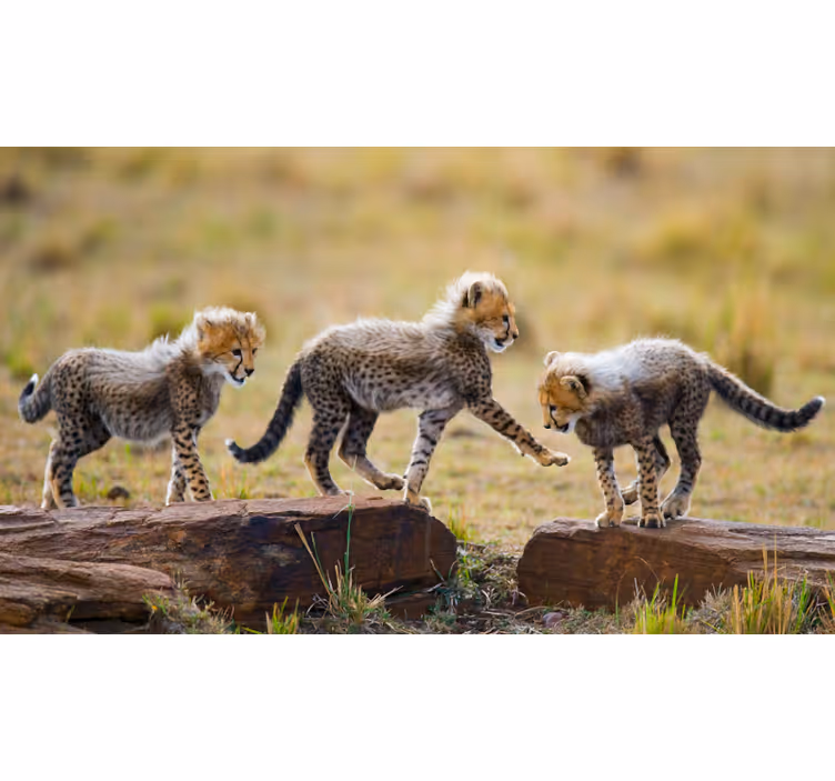 Fotomurale africano cuccioli di ghepardo adorabili - TenStickers