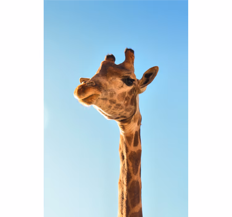 Fotomurale africano giraffe in primo piano - TenStickers