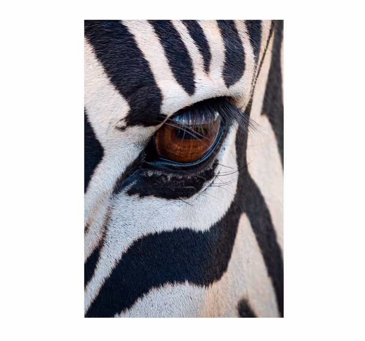 Fotomurale africano occhio della zebra - TenStickers