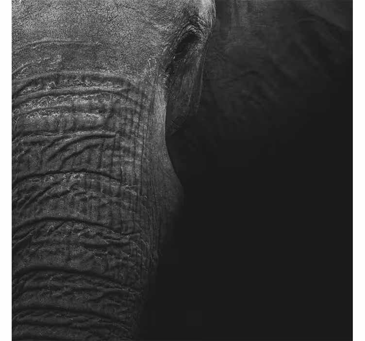Fotomurale africano elefante scuro elegante - TenStickers