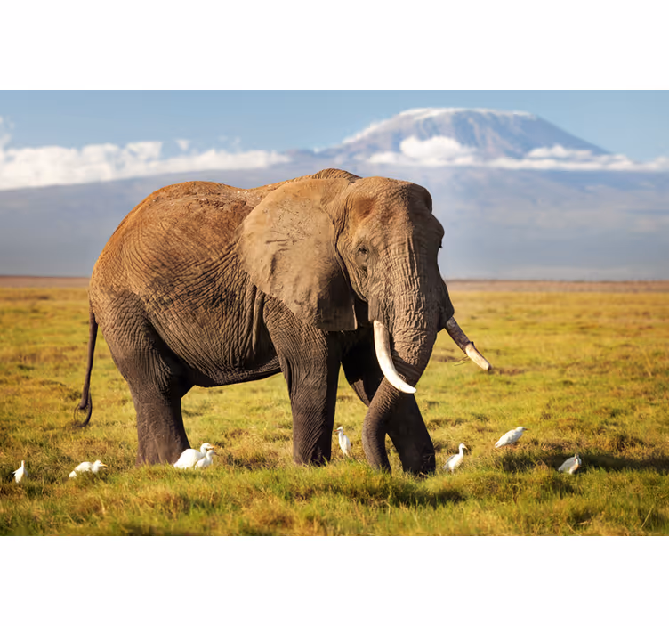Fotomurale africano elefante del kilimangiaro - TenStickers