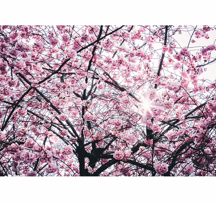 Fotomurale rosa alberi di fiori di ciliegio - TenStickers