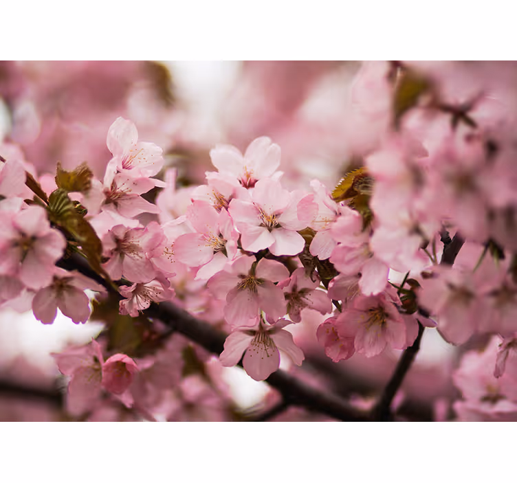 Fotomurale rosa fiori di ciliegio rosa - TenStickers
