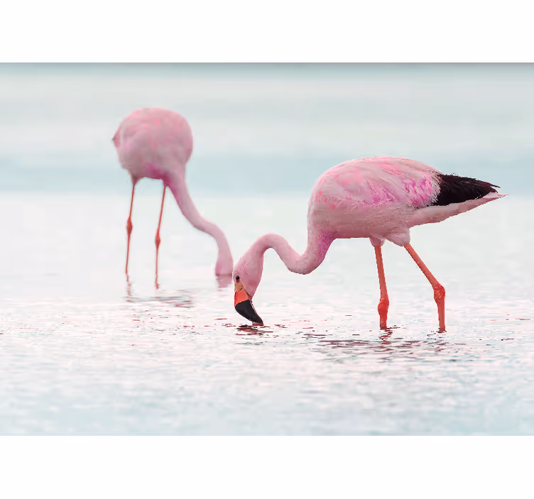 Fotomurale per corridoio flamingo rosa in acqua - TenStickers