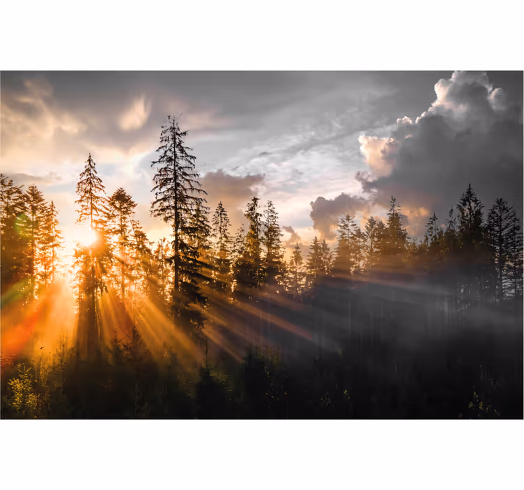 Fotomurale per ingresso foresta con nebbia e sole - TenStickers