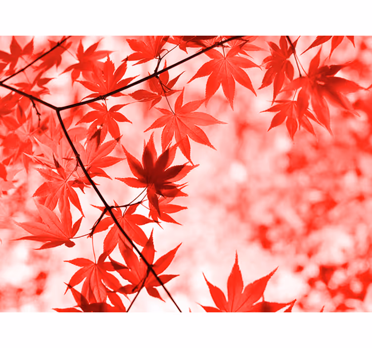 Fotomurale per ingresso alberi foglie rosse - TenStickers