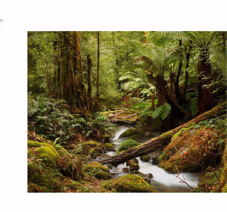 Carta da parati natura foresta tranquilla - TenStickers