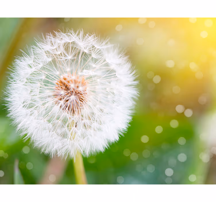 Fotomurale 3D con soffioni nella natura - TenStickers