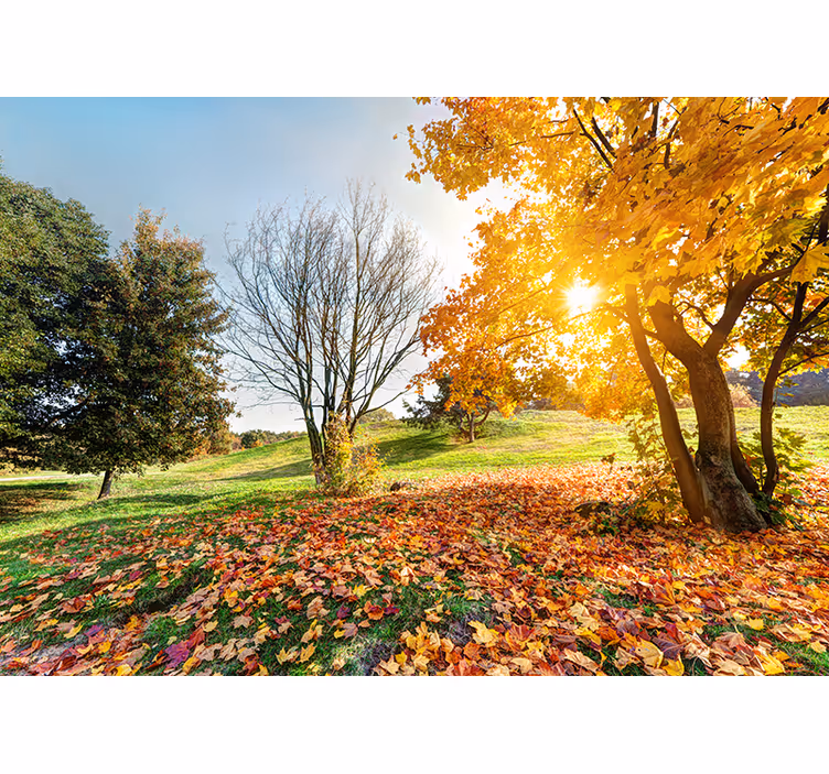 Murale di foresta autunnale mattina - TenStickers