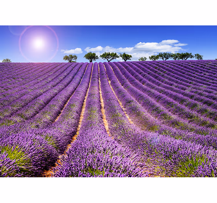 Fotomurale paesaggio campo di lavanda - TenStickers