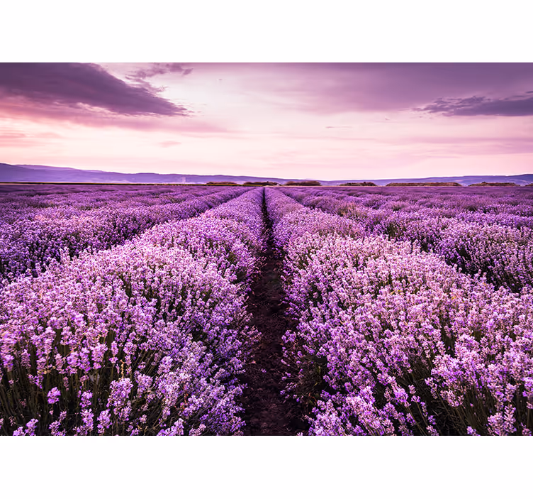 Fotomurale provenza lavanda - TenStickers