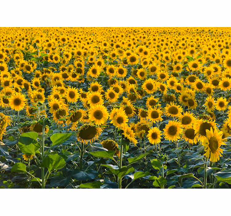 Fotomurale con enorme campo di girasoli - TenStickers