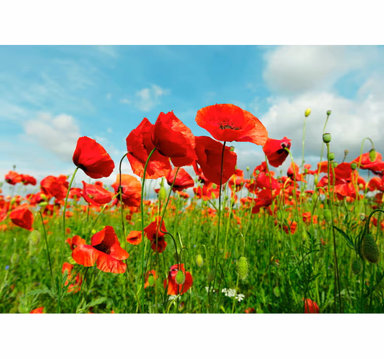 Fotomurale con campo di papaveri rossi - TenStickers