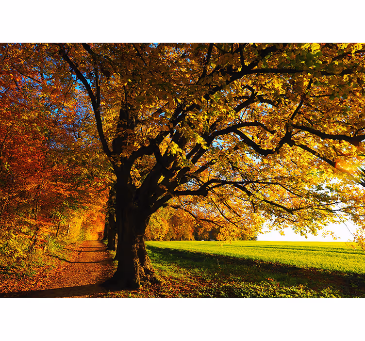 Fotomurale con alberi splendido autunno - TenStickers