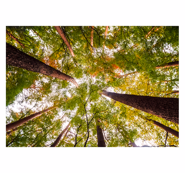 Fotomurali natura imponente baldacchino verde - TenStickers