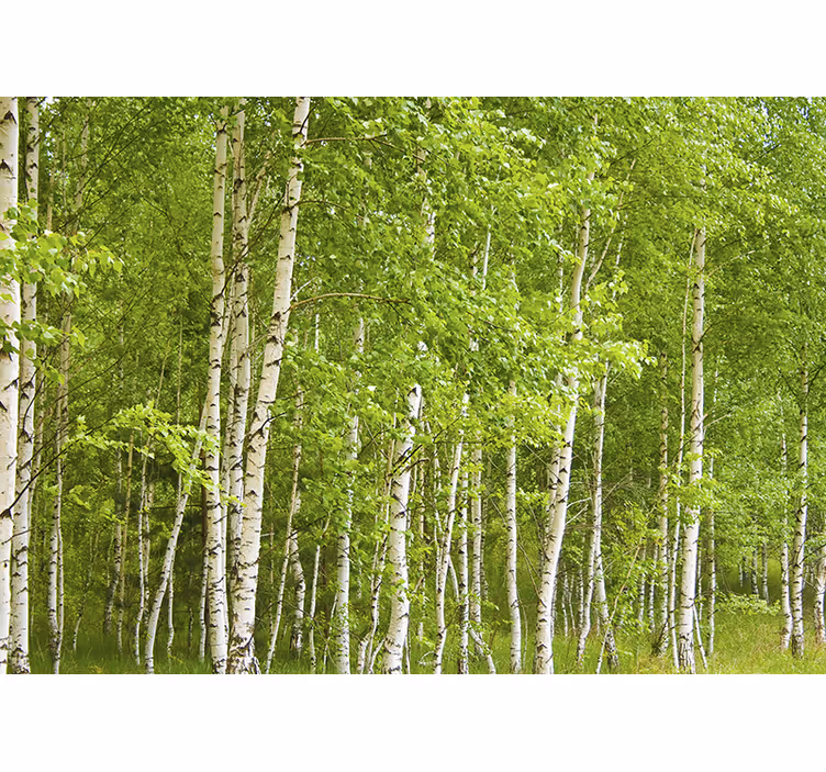 Fotomurale albero foresta di betulle - TenStickers