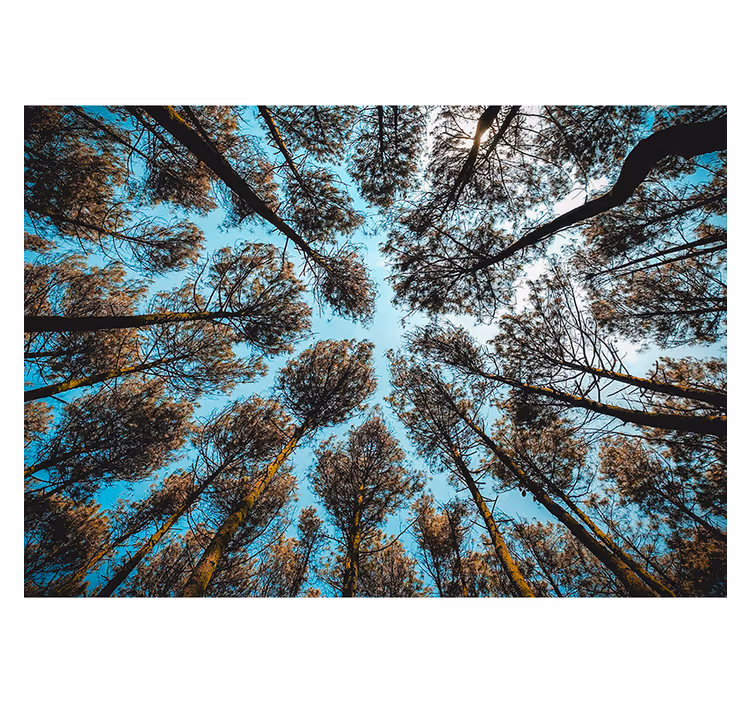 Stupendo fotomurale con alberi visti dal basso - TenStickers