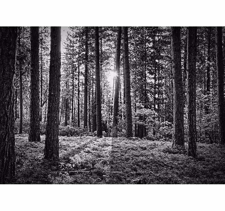 Fotomurale con bagliore del sole nel bosco - TenStickers