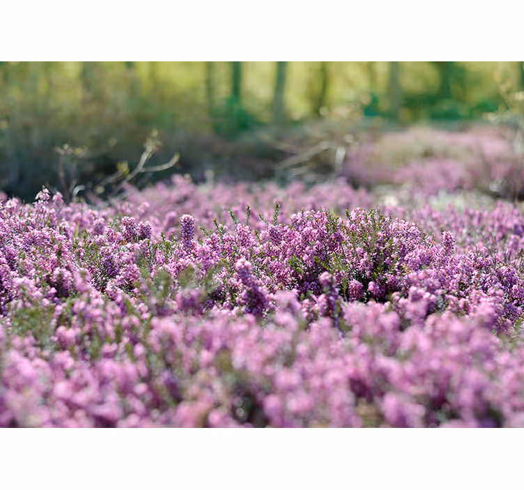 Fotomurale di un paesaggio con campo di erica - TenStickers