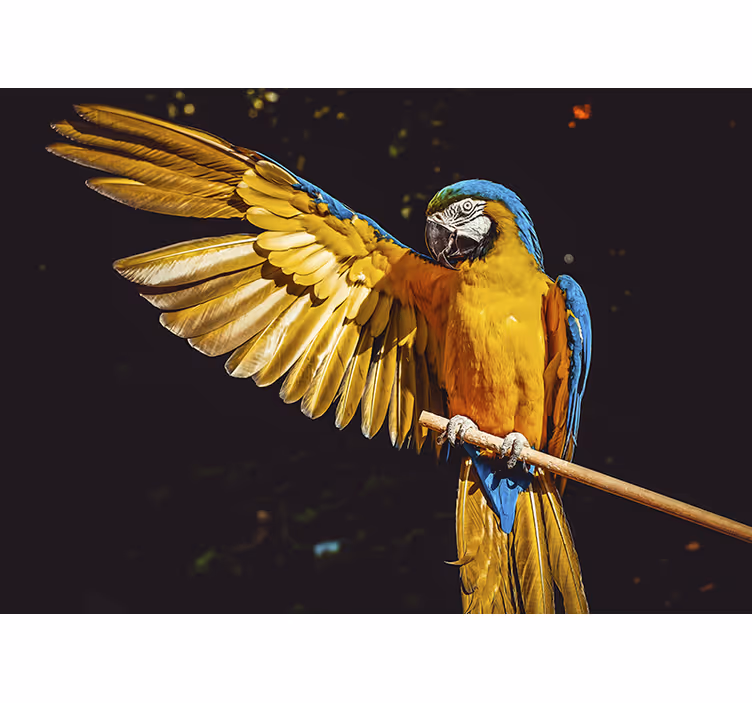 Fotomurale animali esposizione di pappagalli maestosi - TenStickers